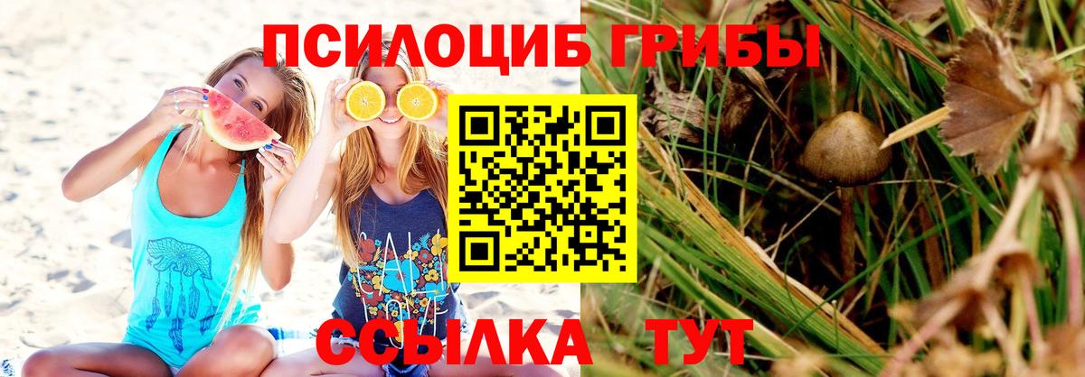 Чернушка  Псилоцибиновые грибы ЛСД  Вход с VPN 